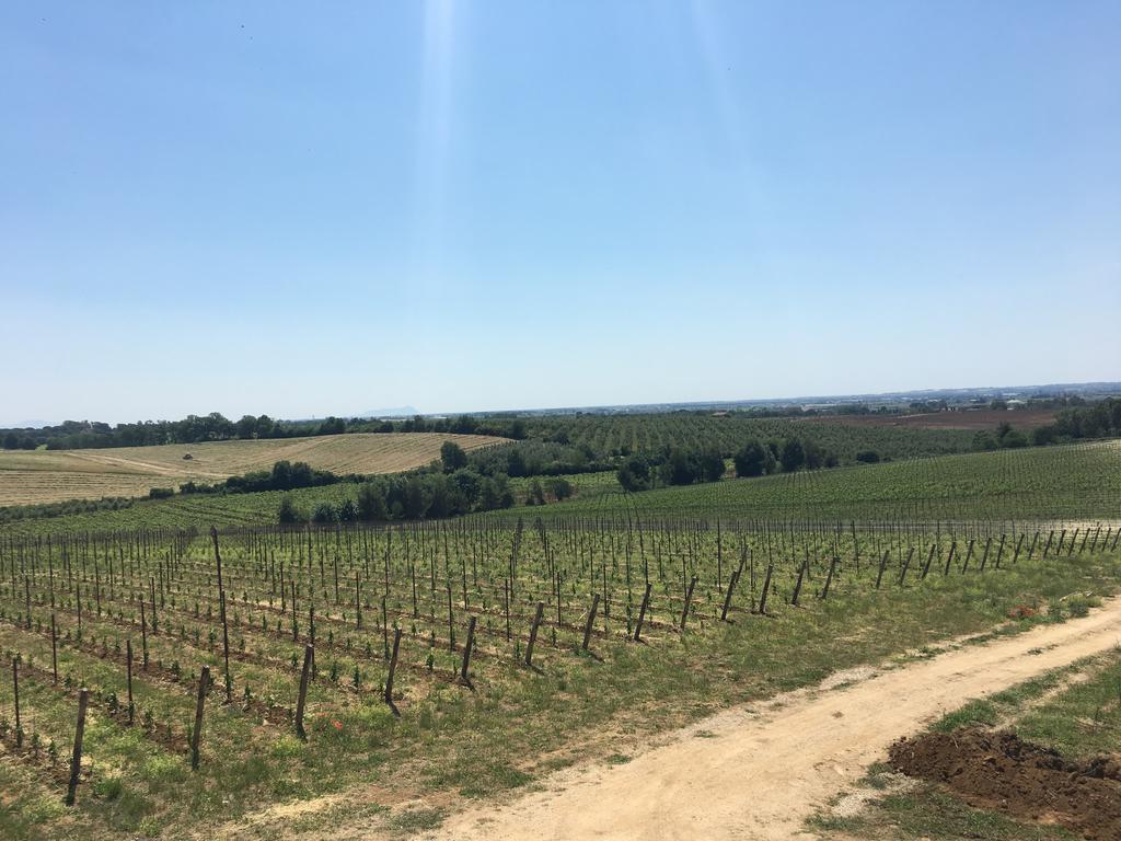 Il Casale Degli Ulivi - Agriturismo - Tenimenti Leone Lanuvio Exterior foto