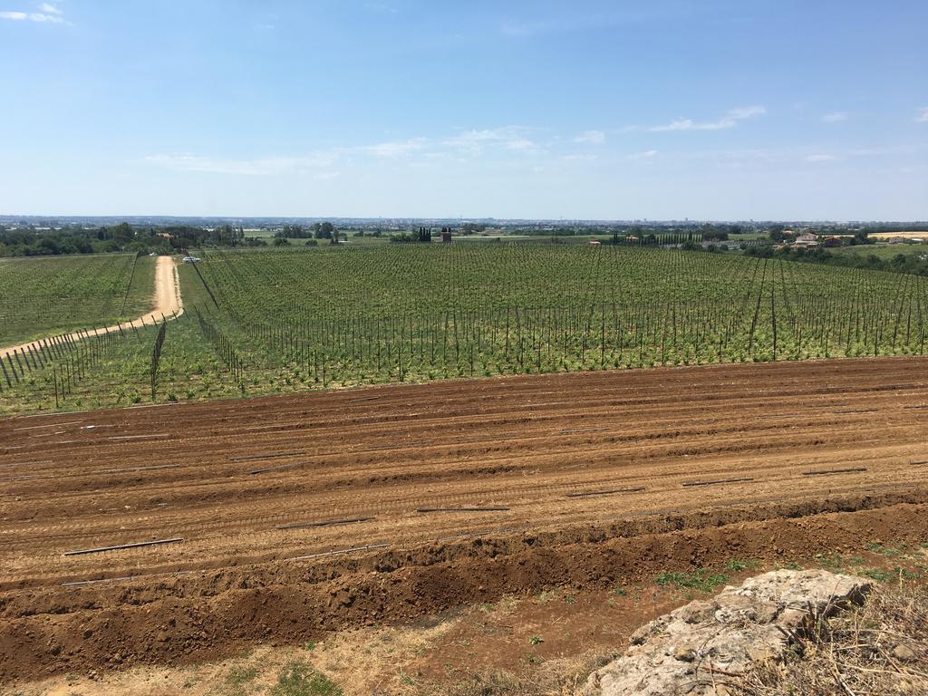 Il Casale Degli Ulivi - Agriturismo - Tenimenti Leone Lanuvio Exterior foto