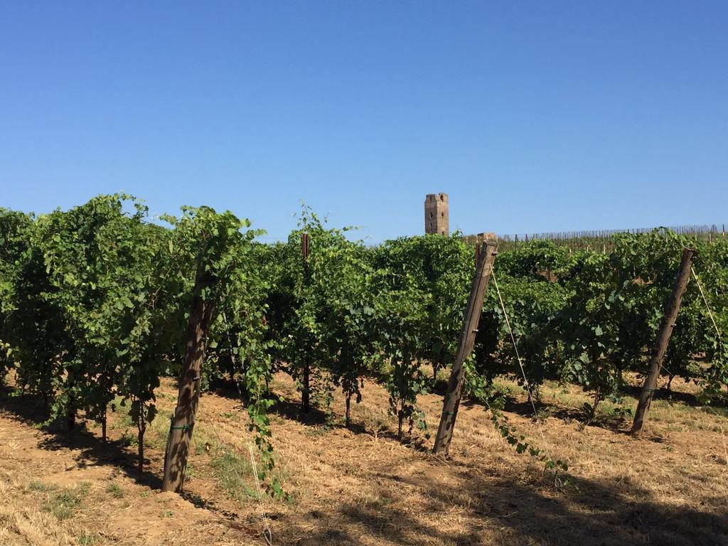 Il Casale Degli Ulivi - Agriturismo - Tenimenti Leone Lanuvio Exterior foto